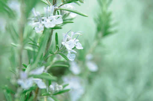 Rosemary shrub with blue flowers