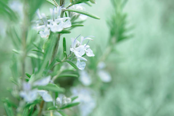 Blooming rosemary in morning light stock photo