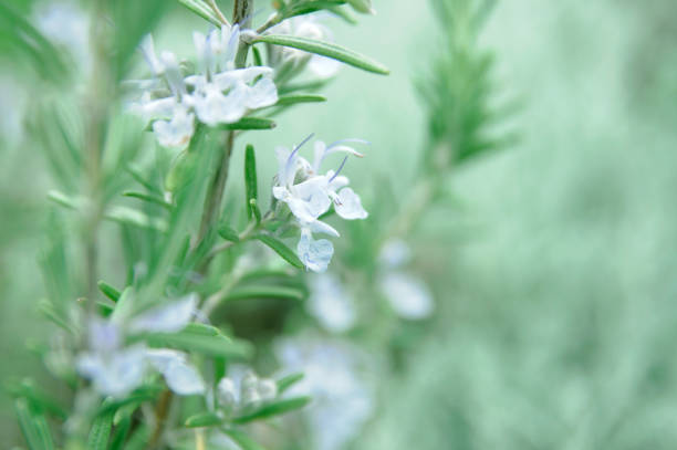 цветущий розмарин в утреннем свете - rosemary flower single flower flower head стоковые фото и изображения