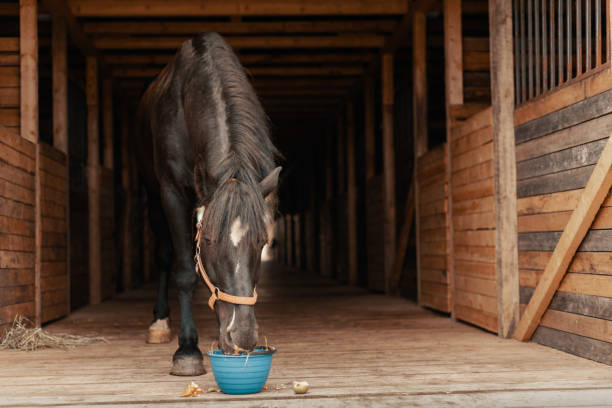 pferd isst gemüse und obst aus eimer im stall. - pferdeäpfel stock-fotos und bilder