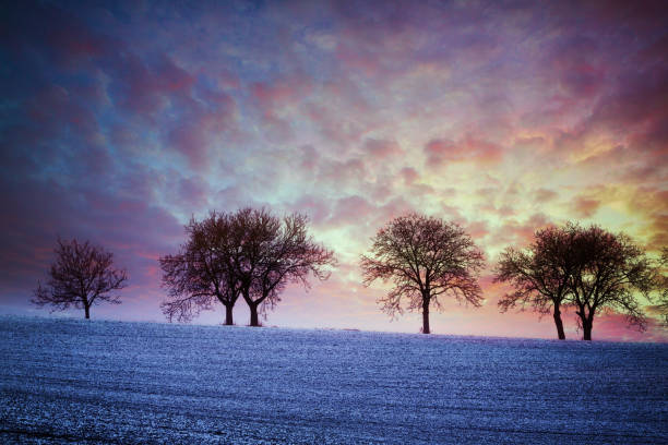 Fresh snow-covered trees after a heavy snowfall