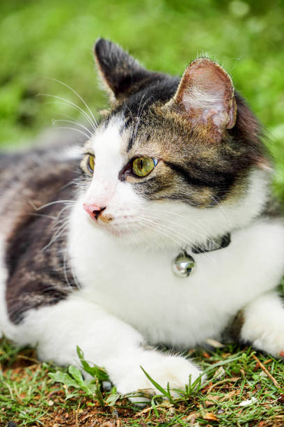 istock Black and white cat playing in the yard 1387433545