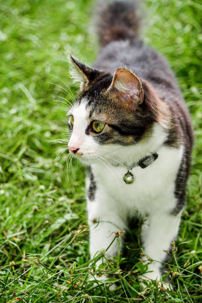 istock Black and white cat playing in the yard 1387433584