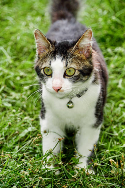 istock Black and white cat playing in the yard 1387433653