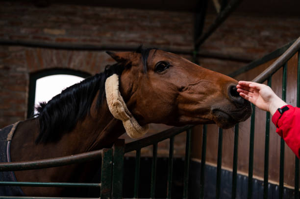 istock Horse in stable sniffing person's hand 1387433709