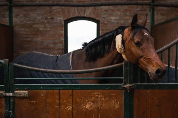 istock Beautiful horse in stable 1387433714