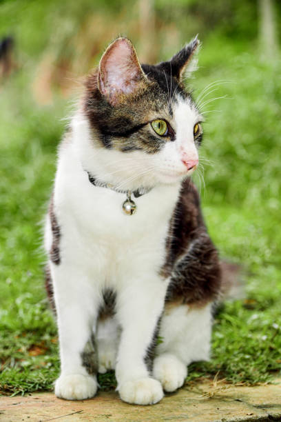 istock Black and white cat playing in the yard 1387434253