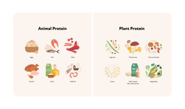 gesundes ernährungsleitkonzept. vektor flache moderne illustration. tierisches und pflanzliches protein vergleichen infografik mit produktsymbol und namensschildern. - protein stock-grafiken, -clipart, -cartoons und -symbole