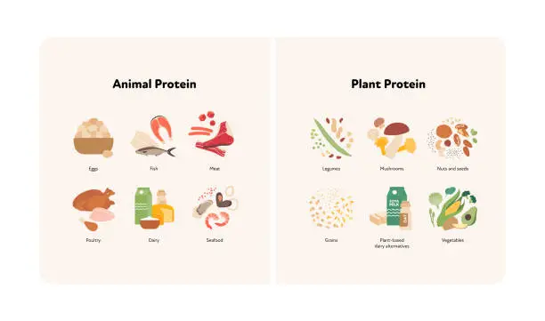 Vector illustration of Healthy food guide concept. Vector flat modern illustration. Animal and plant protein compare Infographic with product icon and name labels.