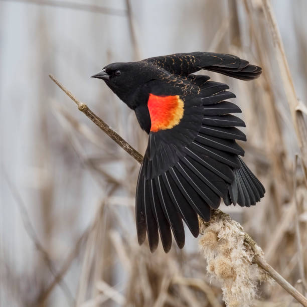 Red winged Blackbird taking flight from dry reeds near Lake George, Colorado in western USA.