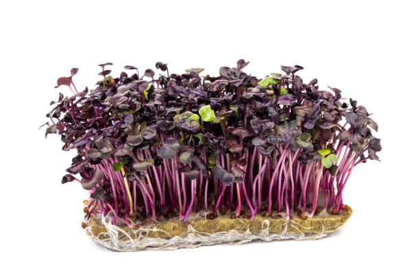 istock Fresh purple radish sprouts isolated on white. Microgreens. 1387434956