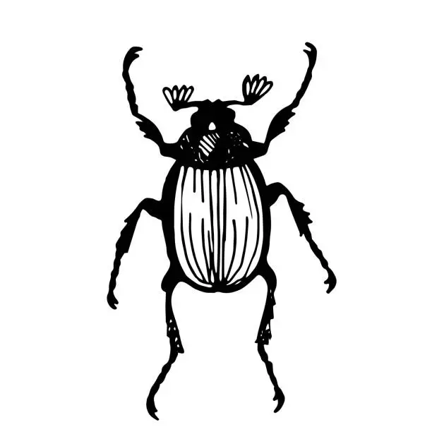 Vector illustration of Maybug, creeping beetle creature, linear vector illustration. Linear vector drawing. Naturalness of nature, beautiful beetle, ecology, biology. White isolated background