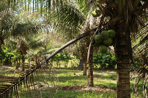 conde, bahia, brazil - october 6, 2021: Green coconut harvest on a farm in the rural area of the municipality of Conde, north coast of Bahia.
