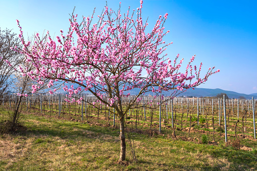 A lovely pink blooming small almond tree near Maikammer/Germany in Rhineland-Palatinate