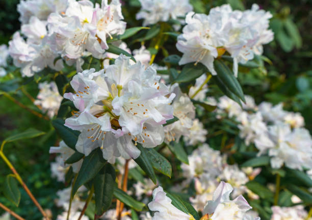 close up view of white rhododendron inflorescence at springtime
