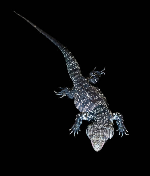 istock Argentine black and white Tegu on black 1387439718