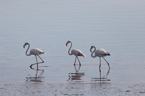 group of flamingos feeding on a sunny day