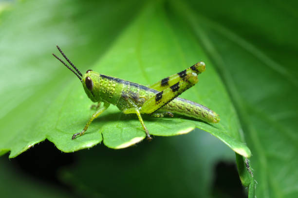 istock Grasshopper stay in green leaf closeup 1387440699