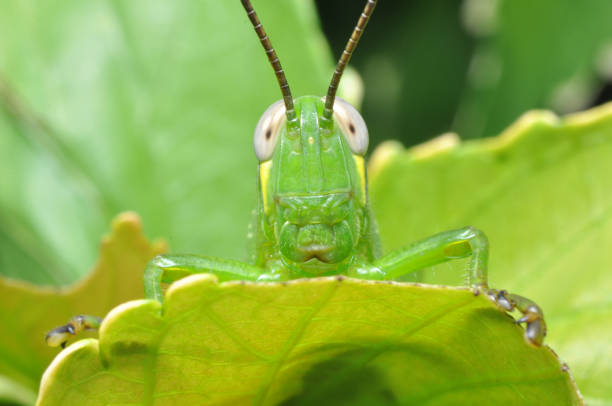 istock Grasshopper stay in green leaf closeup 1387441250