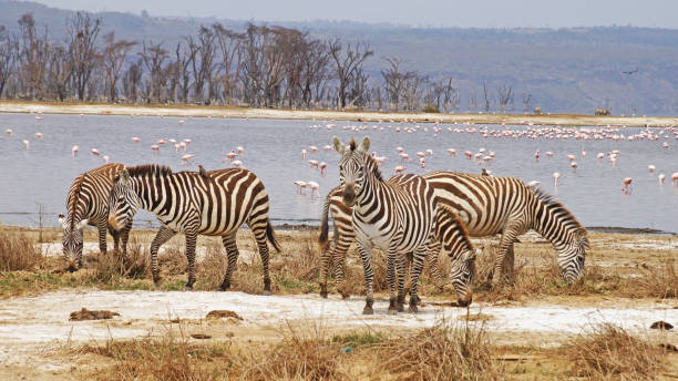 istock Herd of lowland zebras 1387442368