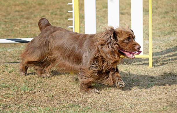 Sussex Spaniel Running Between Obstacles stock photo