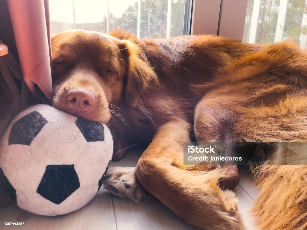 Puppy golden retriever sleeping on a ball Brown dog taking a nap with its favorite toy Dog Stock Photo