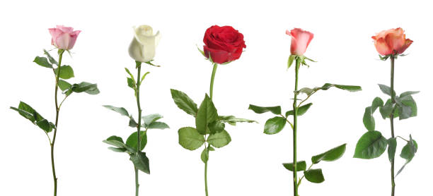 istock Set of different roses on white background. Banner design 1387445287