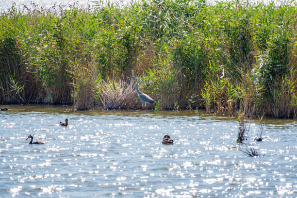 istock The grey heron stands in the lake 1387445620