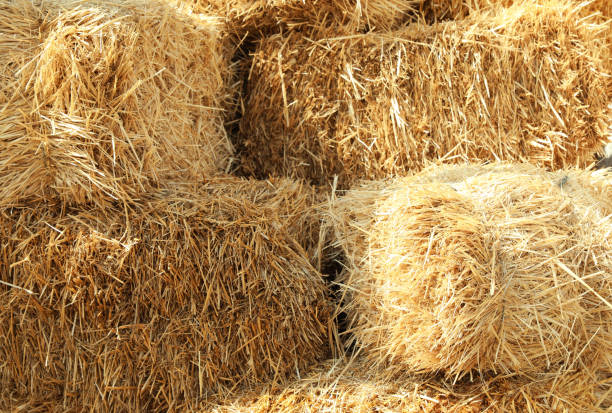 istock Many hay bales outdoors on sunny day, closeup 1387445729