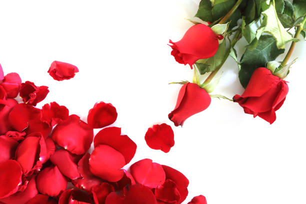 istock Rose petals and Red roses on white background 1387446820