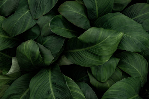 istock Green Leaves Tropical Nature Background 1387447093
