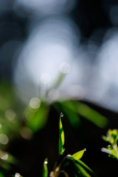 Macro nature background of water droplet on green grass
