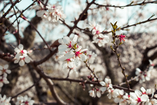 Beautiful and colorful image of flowers sprouting from the branches. Spring Announcement. Almond Blossom Season. Close up
