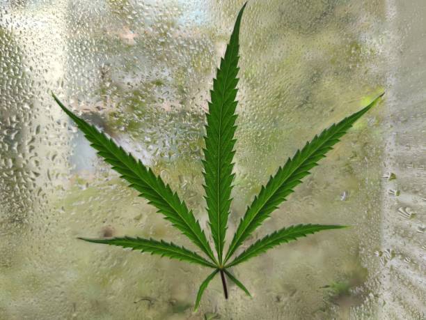 istock cannabis leaf. classic cannabis leaf on a wet window 1387450210