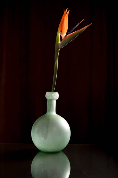 istock Crane flower in a glass vase 1387451458