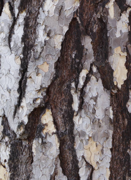 Close-up of the bark of Austrian pine stock photo
