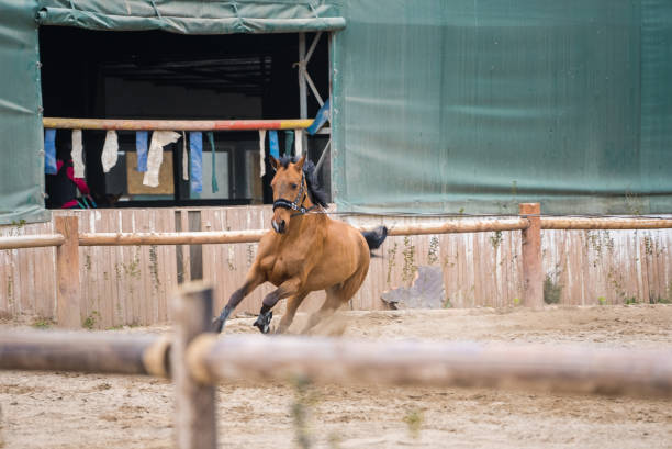 Bay horse gallops in a sand manage square