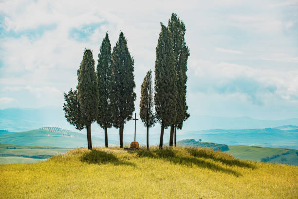 Italian cypresses - Location: Val d'Orcia, Tuscany, Italy, Europe
