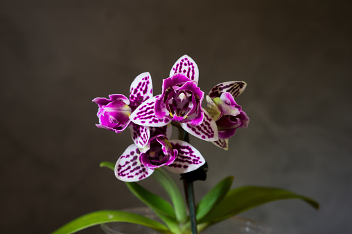 Phalaenopsis orchid miniature hybrid with peloric petals - malformed
