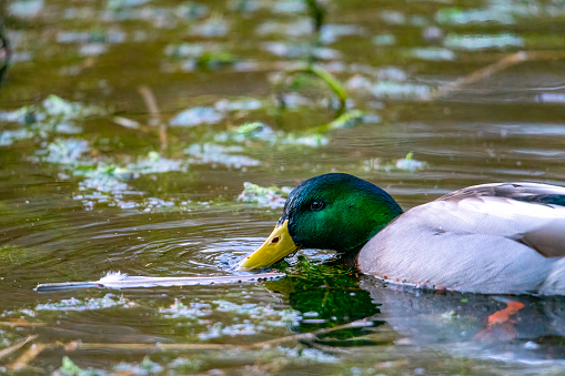 A mallard duck feeding on a lake in Fowlmere nature reserve.