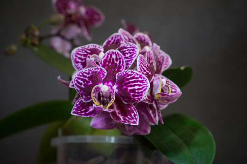 Phalaenopsis orchid miniature hybrid named Taida King