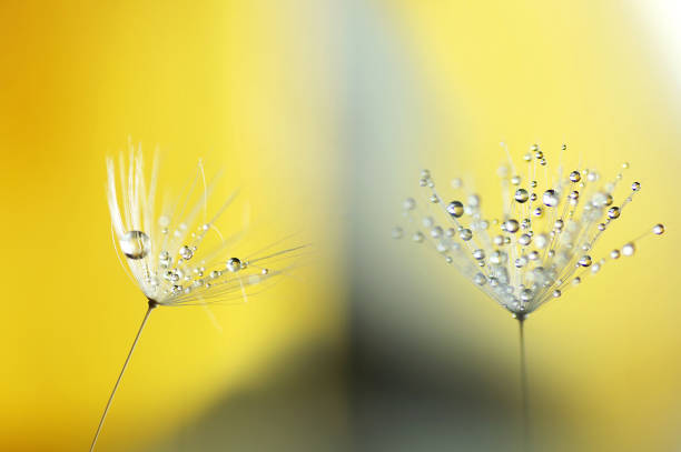 istock Gentle airy abstract artistic image with dandelion seeds and dew. 1387454754