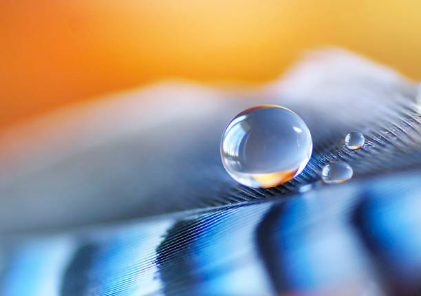 Beautiful transparent round big drop of water on a bright striped blue  feather close-up of a macro. Amazing bright abstract natural background of blue and orange.