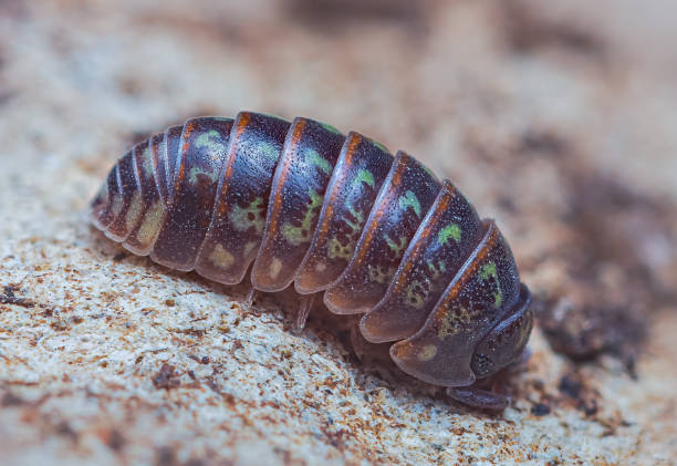 istock Closeup of a common pill-bug, Armadillidium pulchellum 1387456362