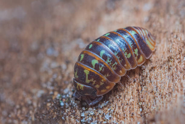 istock Closeup of a common pill-bug, Armadillidium pulchellum 1387456381