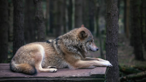 Wolf European Grey Timber Wolf. animals in captivity stock pictures, royalty-free photos & images