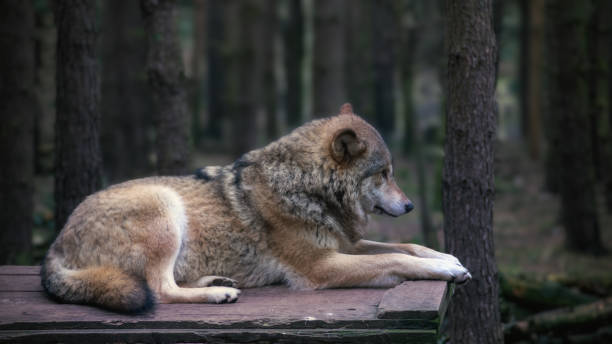 wolf - animals in captivity stok fotoğraflar ve resimler