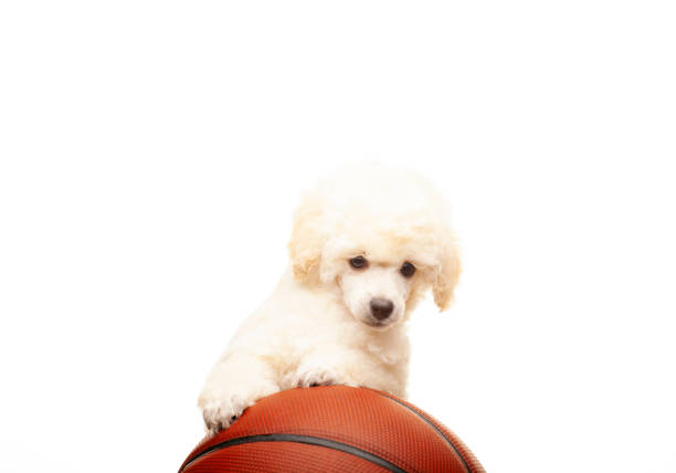istock image of dog basketball white background 1387457981