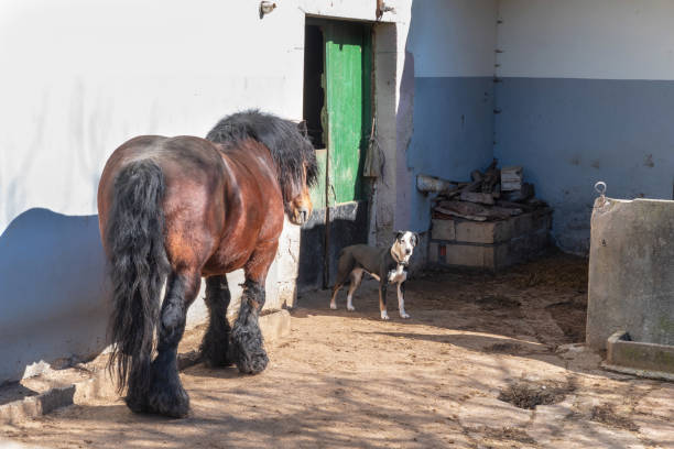 Horse and dog by the stable