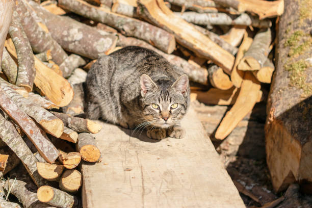istock Attentive cat on a plank among the firewood 1387458458